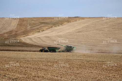 Corn Harvest 82036