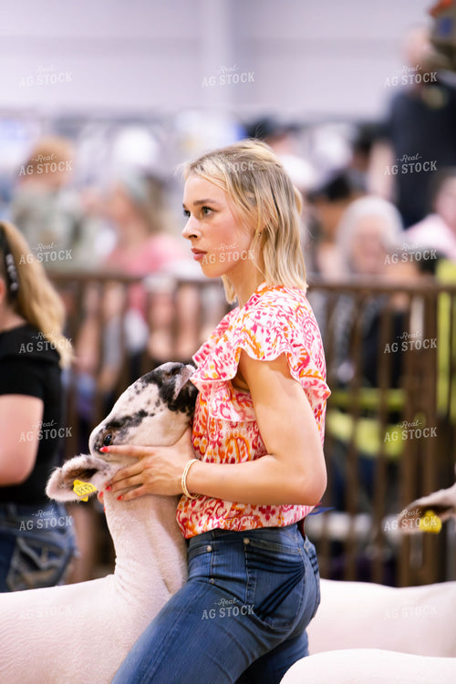 Showing Sheep 288029