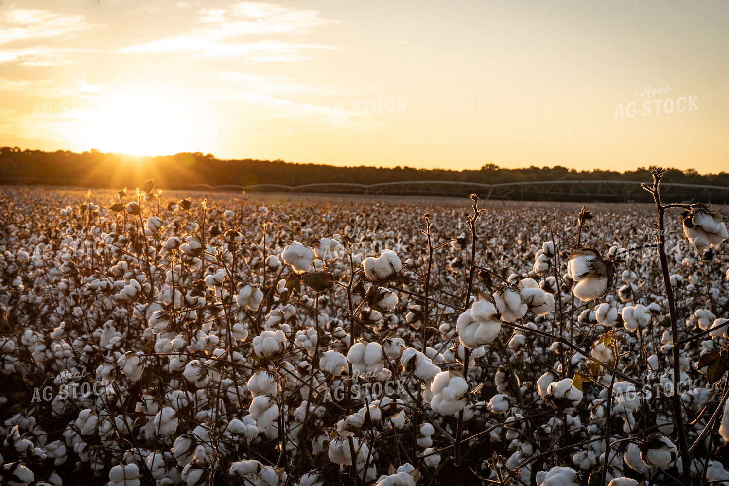 Cotton Field 128007