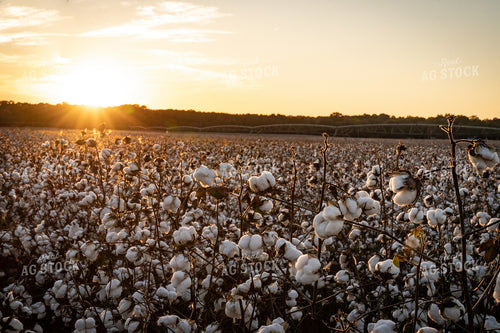 Cotton Field 128007