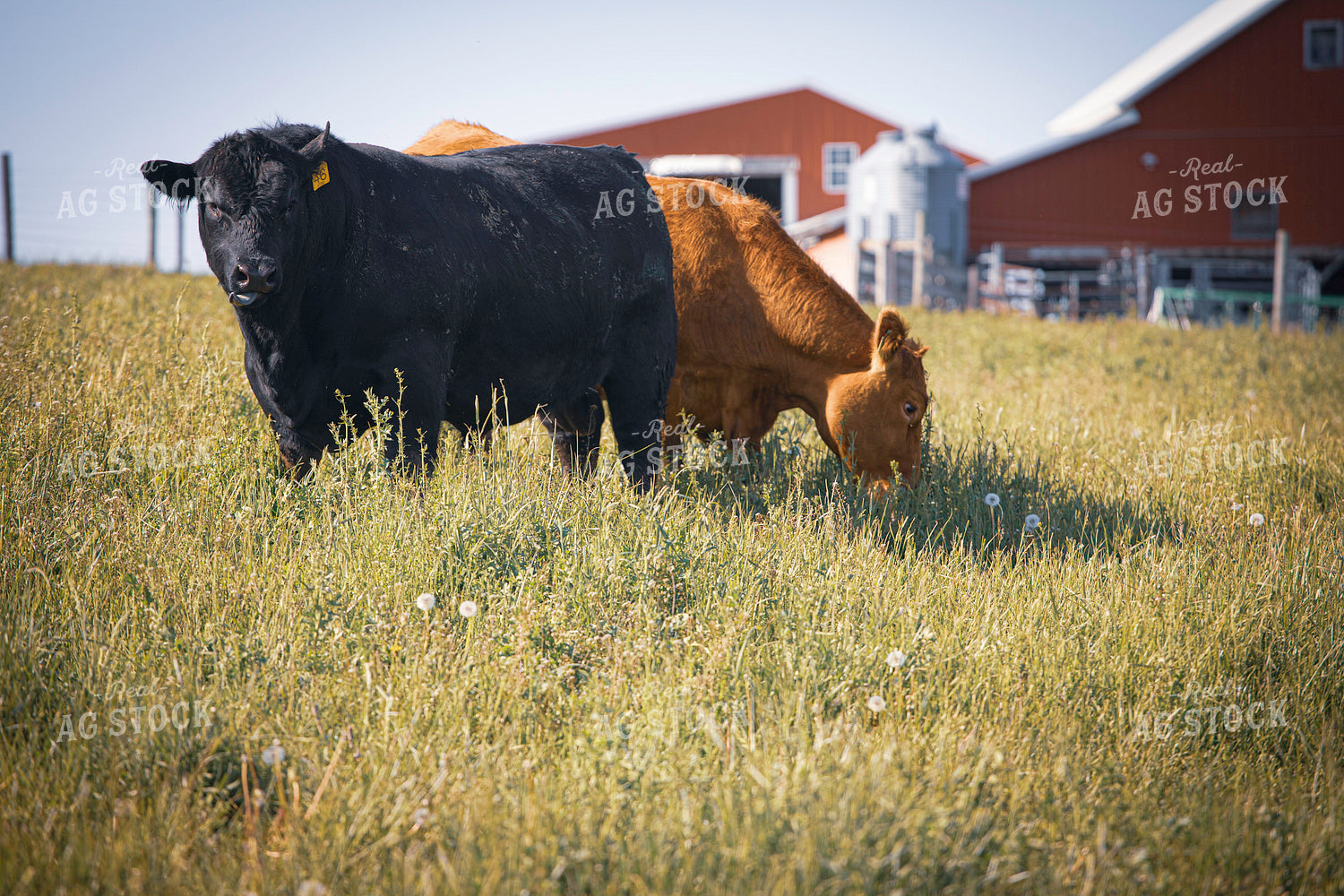 Bulls on Pasture 160354