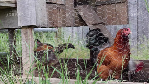Chickens 52684