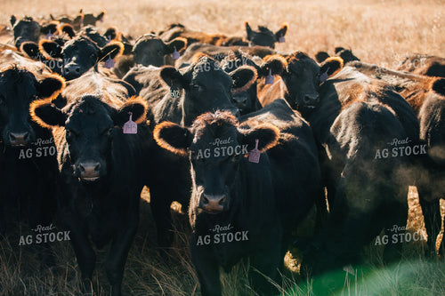 Cattle in Pasture 53071