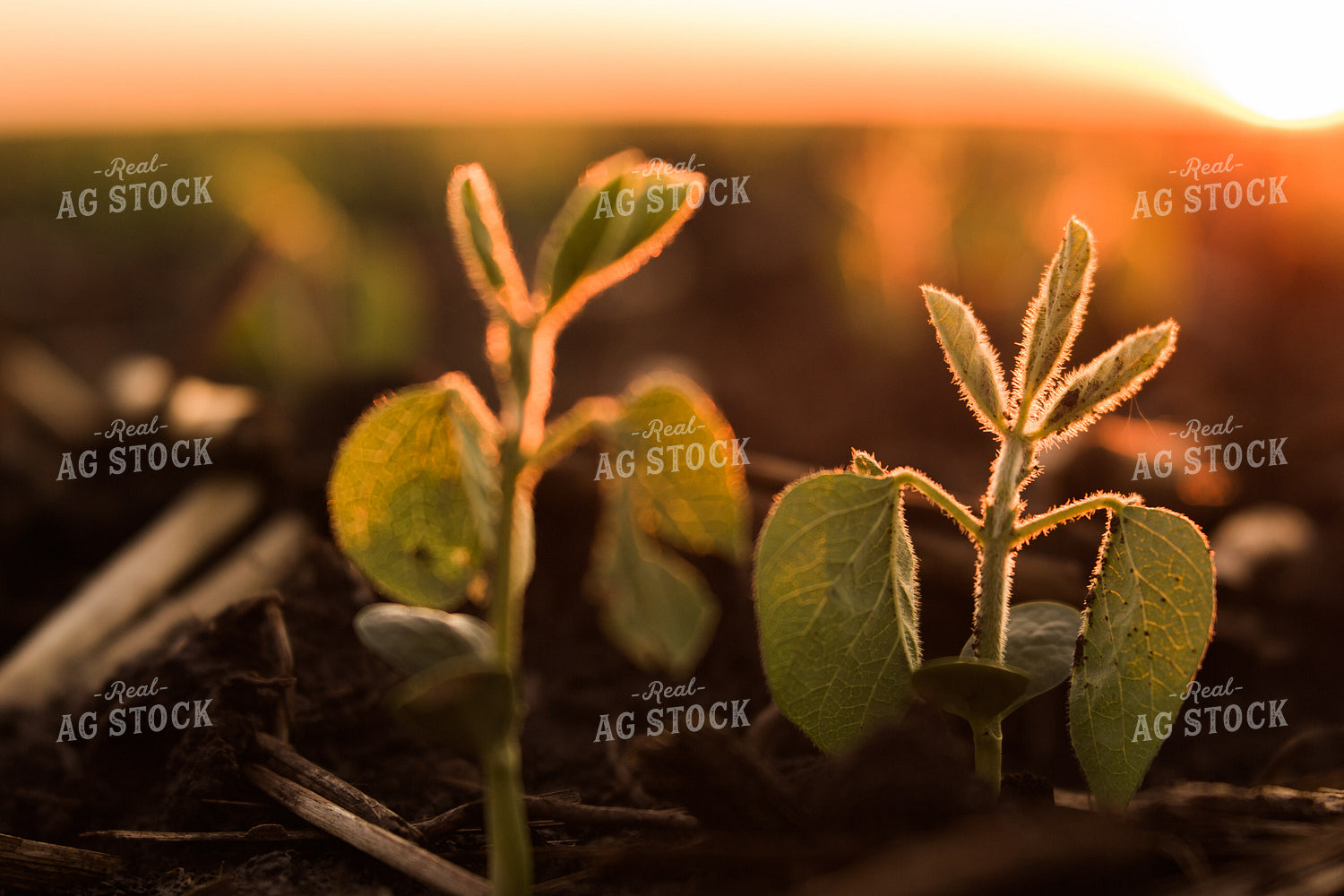 Up Close Soybean Plant 7258