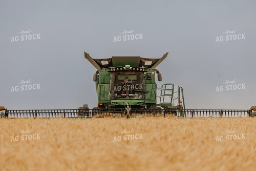 Wheat Harvest 187231