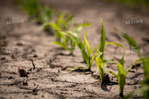 Early Growth Corn in Dry Field 214310