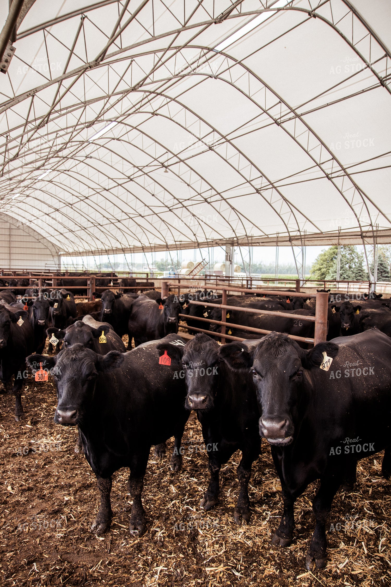 Cattle 67431