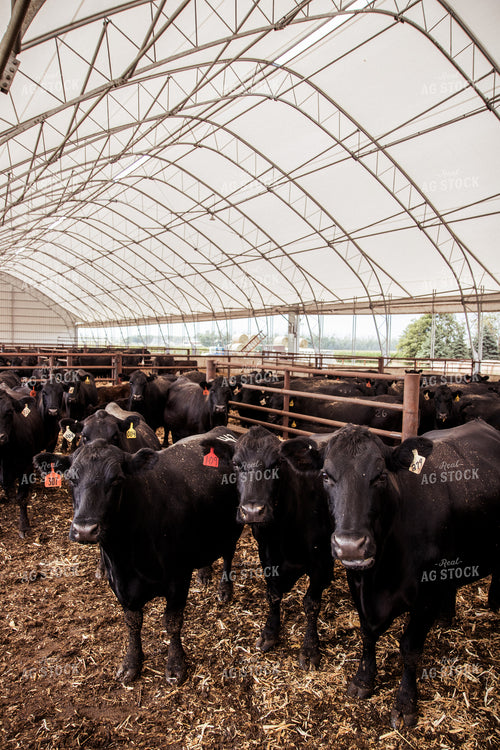 Cattle 67431