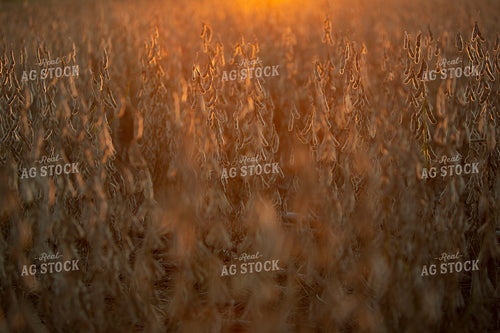 Soybeans - Dry 2494