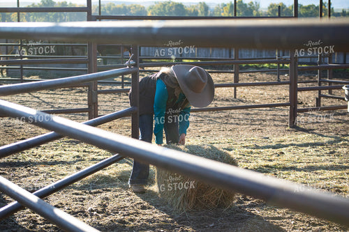 Female Rancher Feeding Cattle 117087