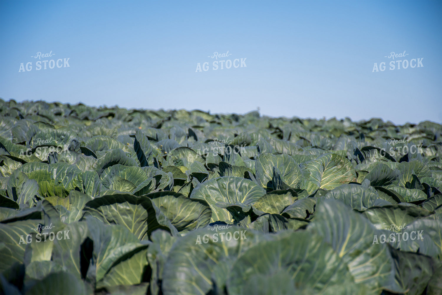 Cabbage Field 50159