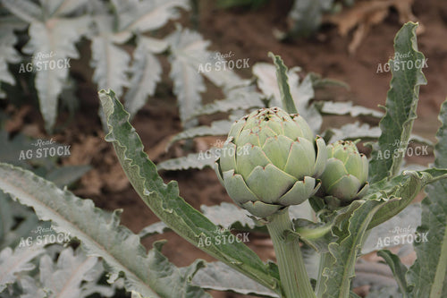 Artichoke Plant 105026