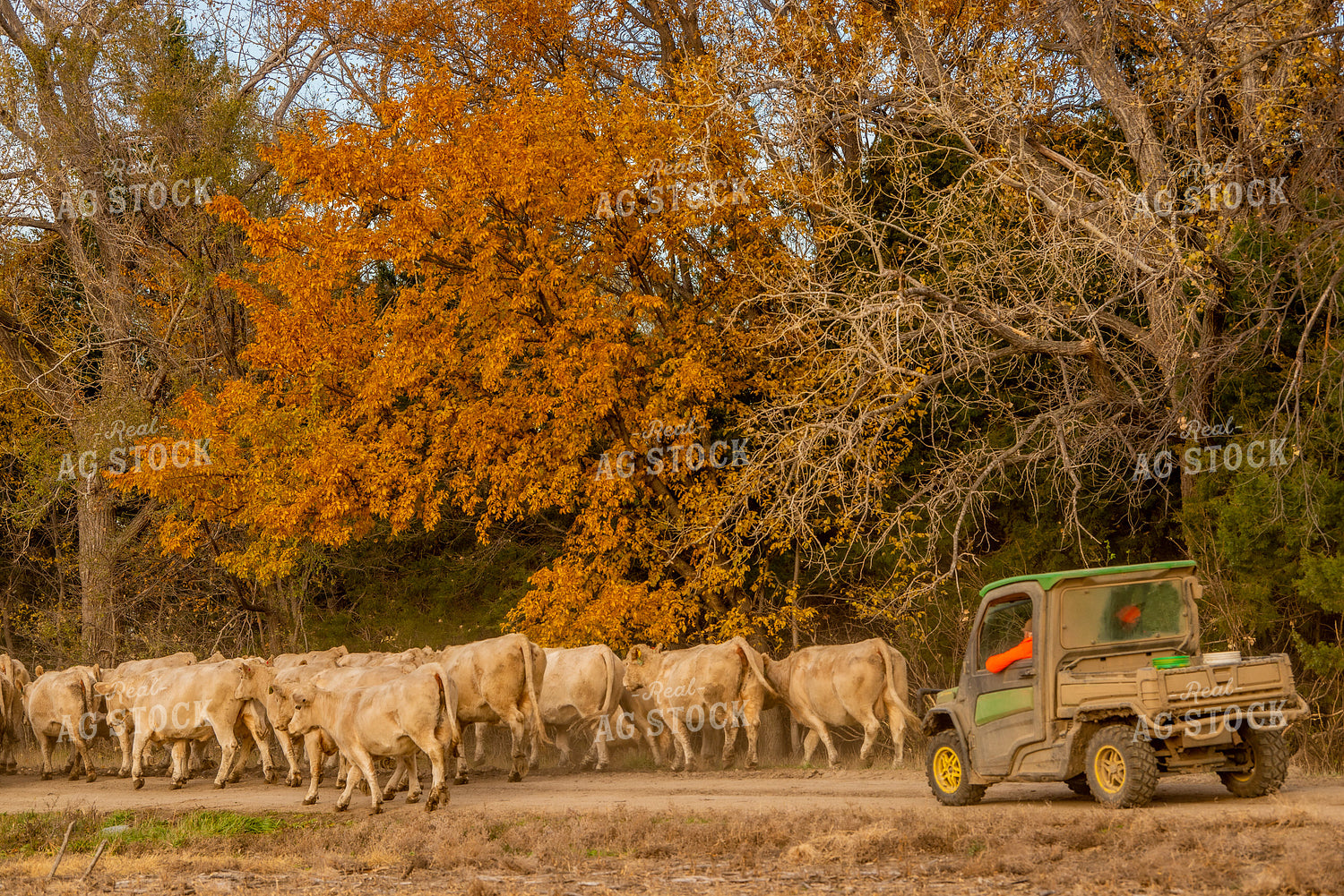 Moving Charolais Cattle 299018