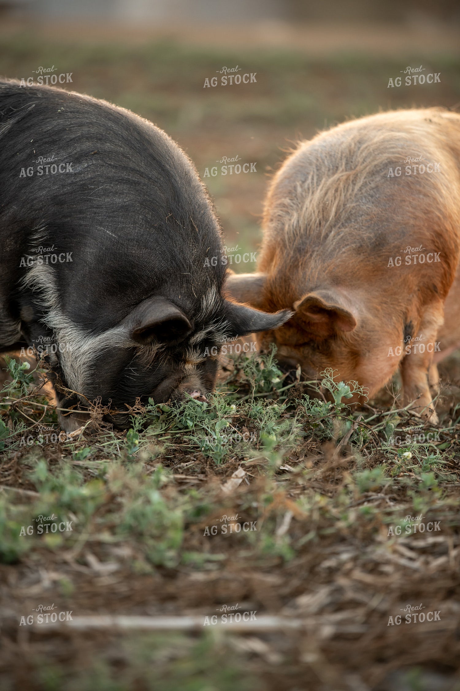 Pigs Eating Cover Crops 76435