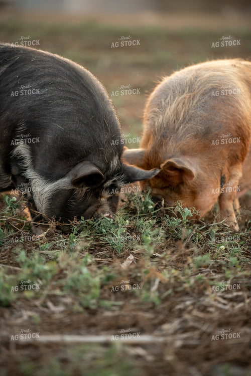 Pigs Eating Cover Crops 76435