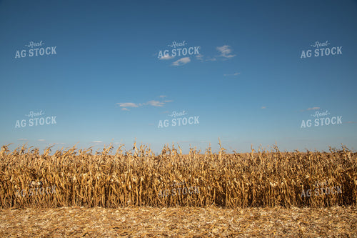 Dried Corn Waiting to be Harvested on a Sunny Day 25931