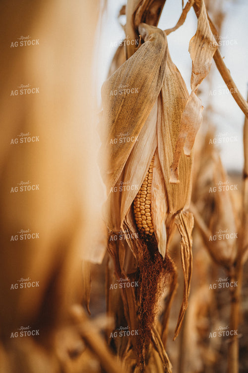 Dried Ear of Corn 196064