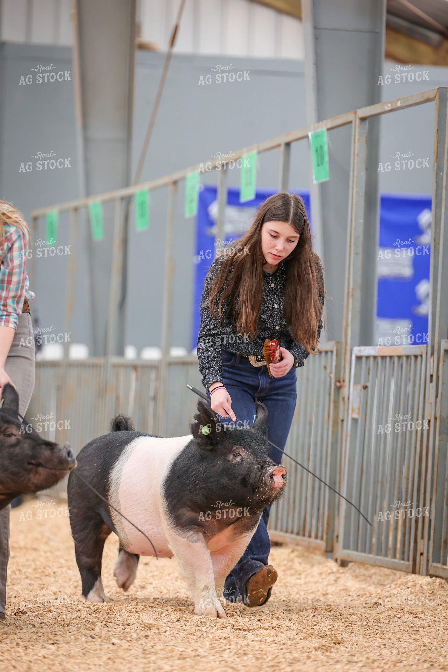 Showing Pigs 52321