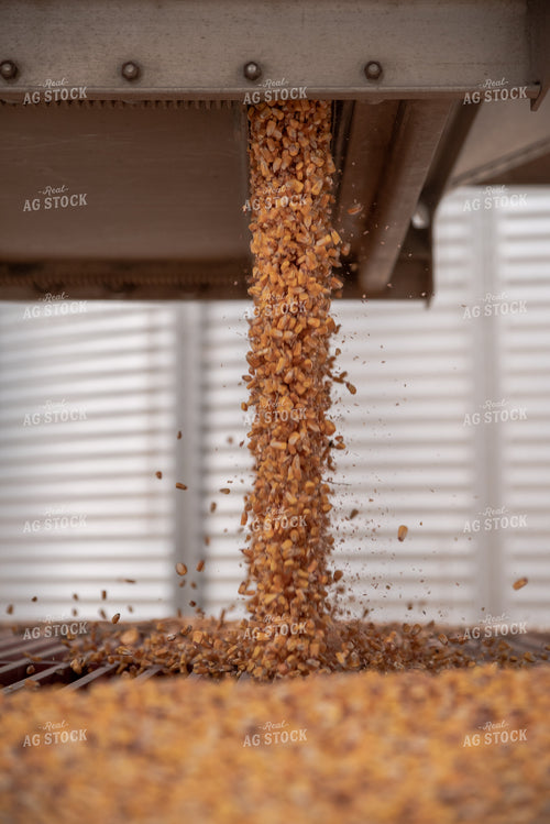 Corn Dumping into Grain Pit 76599