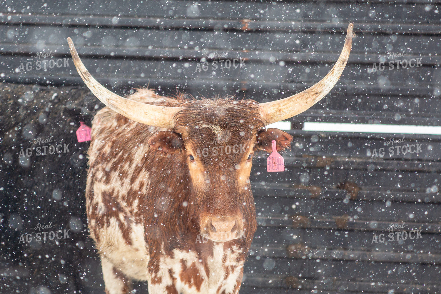Longhorn Cow 155371