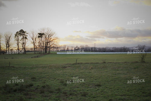 Summer Pasture 251151