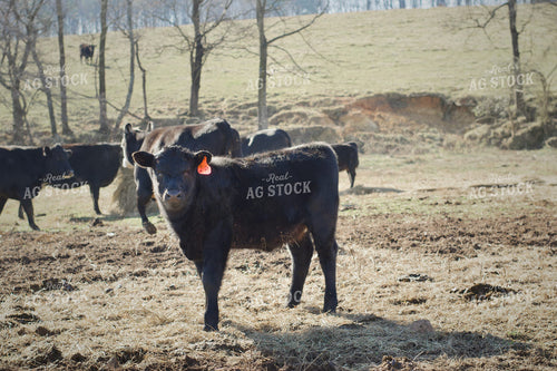 Cow Calf Pairs on Pasture 251123