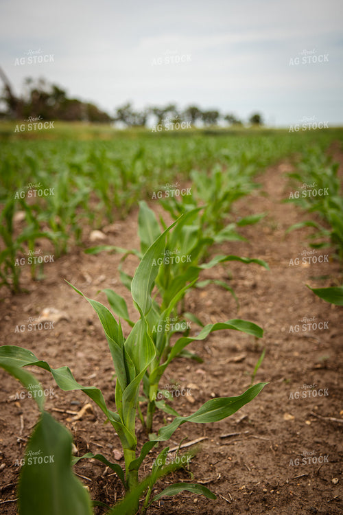Early Corn Growth 67742