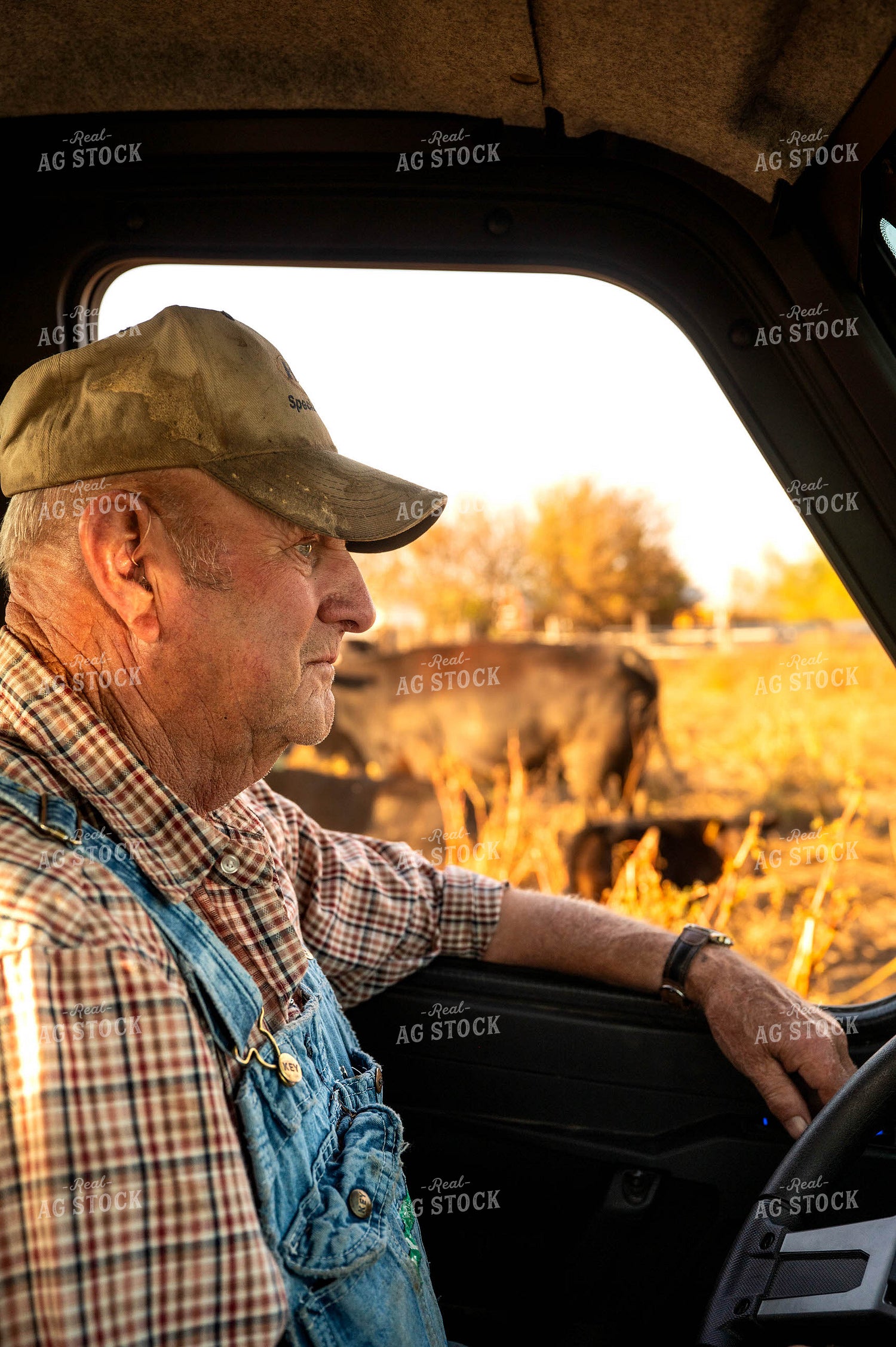Farmer Checking Cattle 115891
