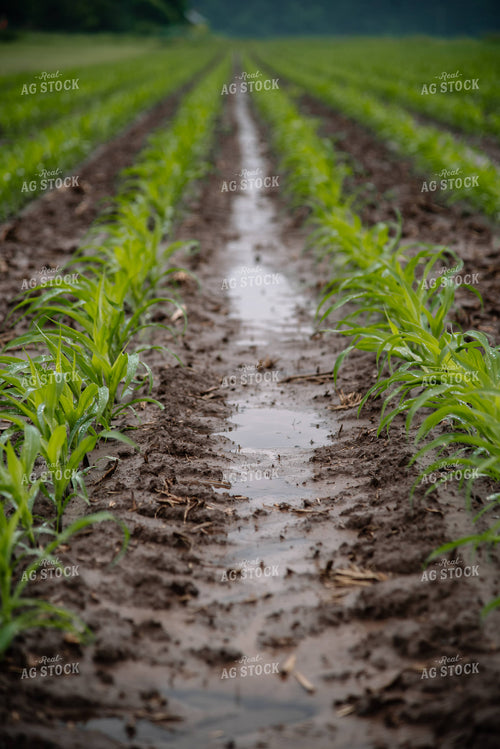 Rain in Corn Field 137022