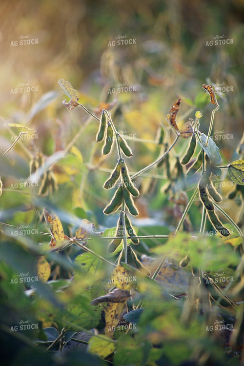 Midseason Soybean Field 265007