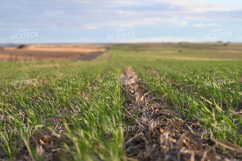 Winter Wheat 253013