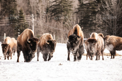 American Bison 195034