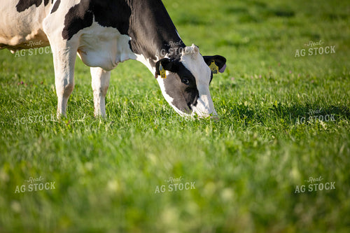 Holstein Cow on Pasture 55353