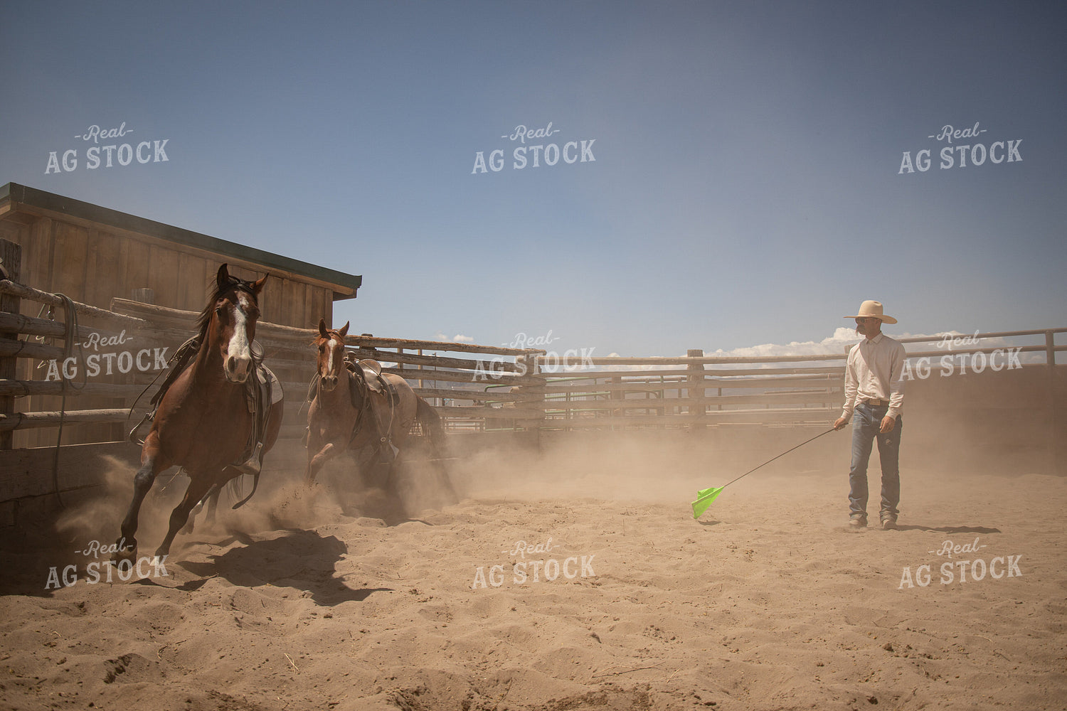Training Colts 78241