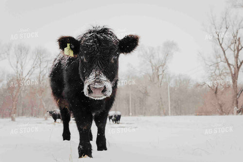 Angus Cow 180017
