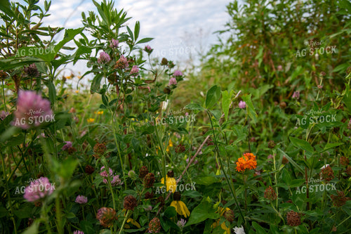 Wildflowers on CRP Land 25050