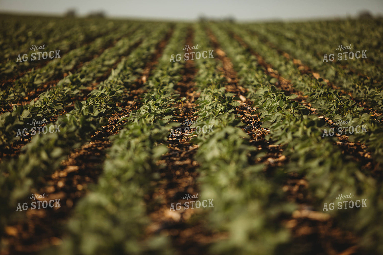 Rows of Green Soybeans 4343