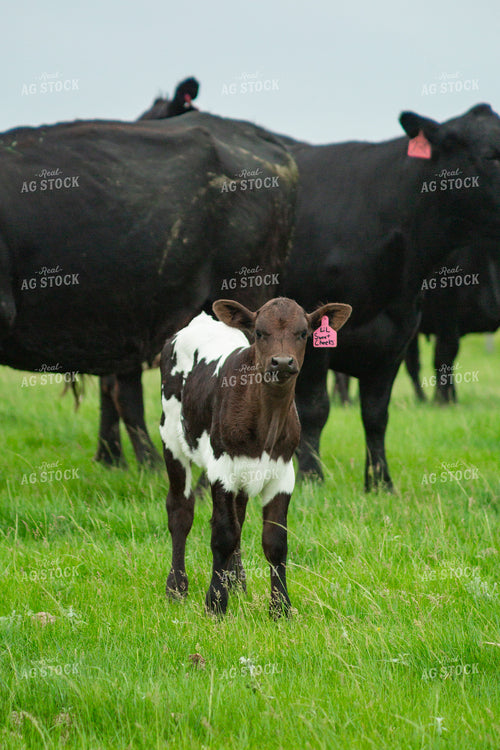 Cattle on Pasture 155629