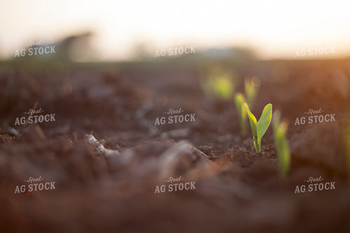 Corn - Early Growth 1152