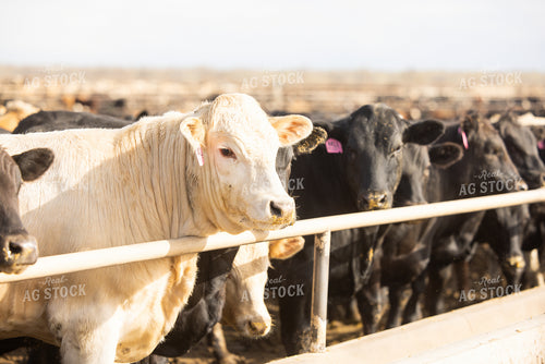 Cattle at Feedyard 99026