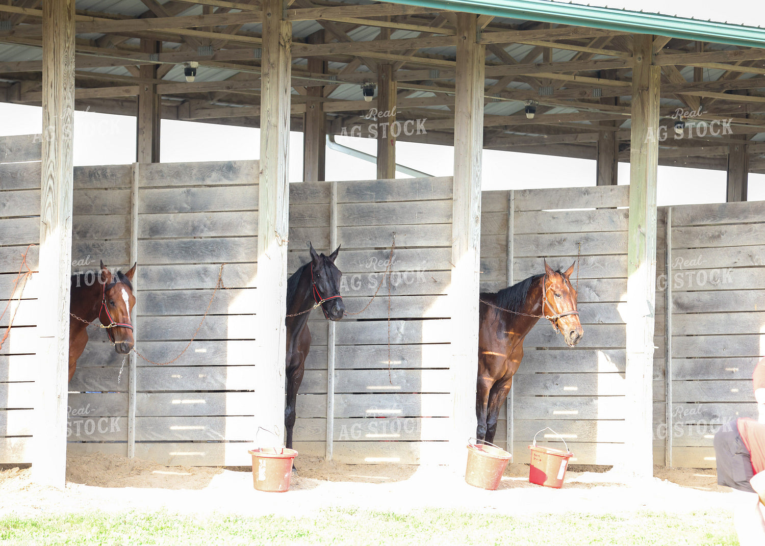 Horses 160268