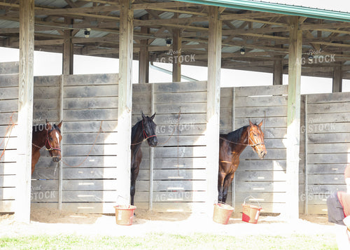 Horses 160268