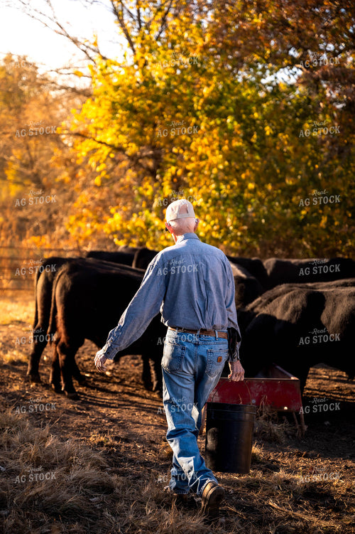 Farmer Feeding Cattle 115487