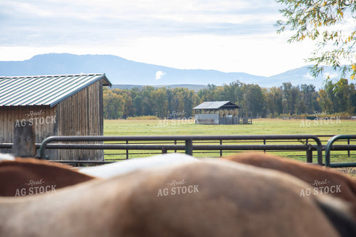 Scenic Pasture 117159
