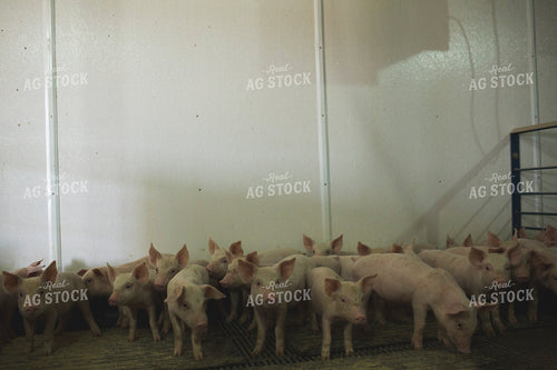 Piglets in Modern Barn with Feeding Mat 3881