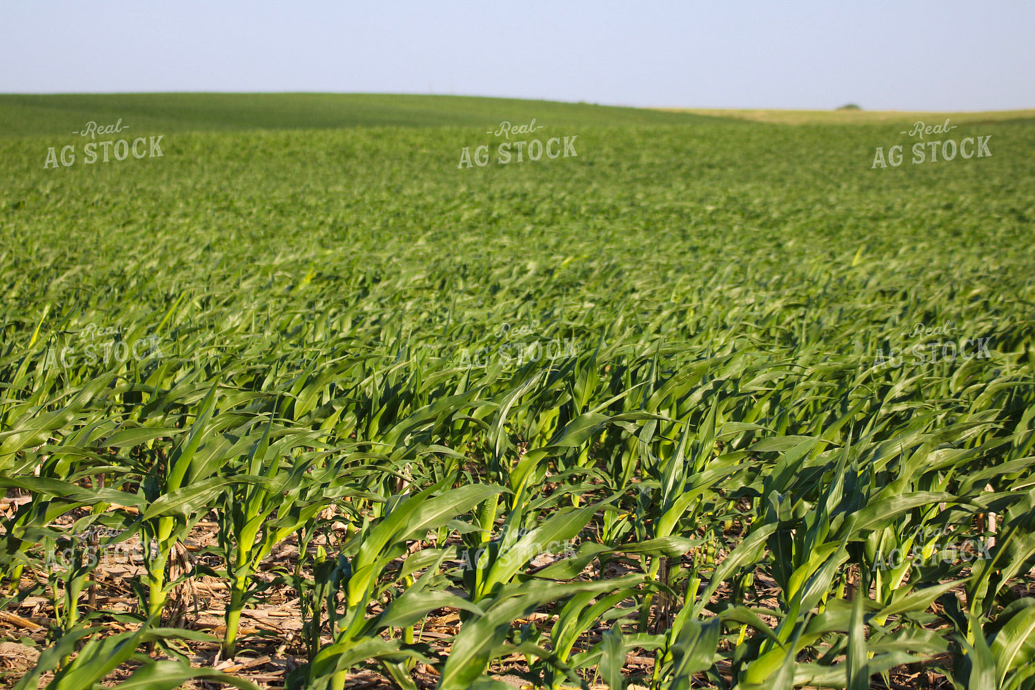Early Season Corn 82307
