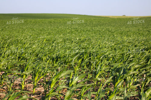 Early Season Corn 82307