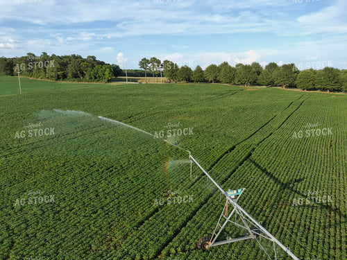 Soybean Field with Irrigation 79144