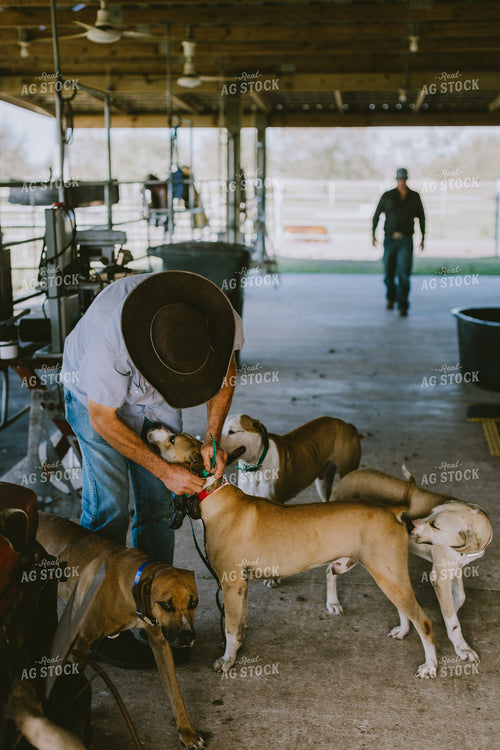 Rancher Putting Collars on Dogs 7310