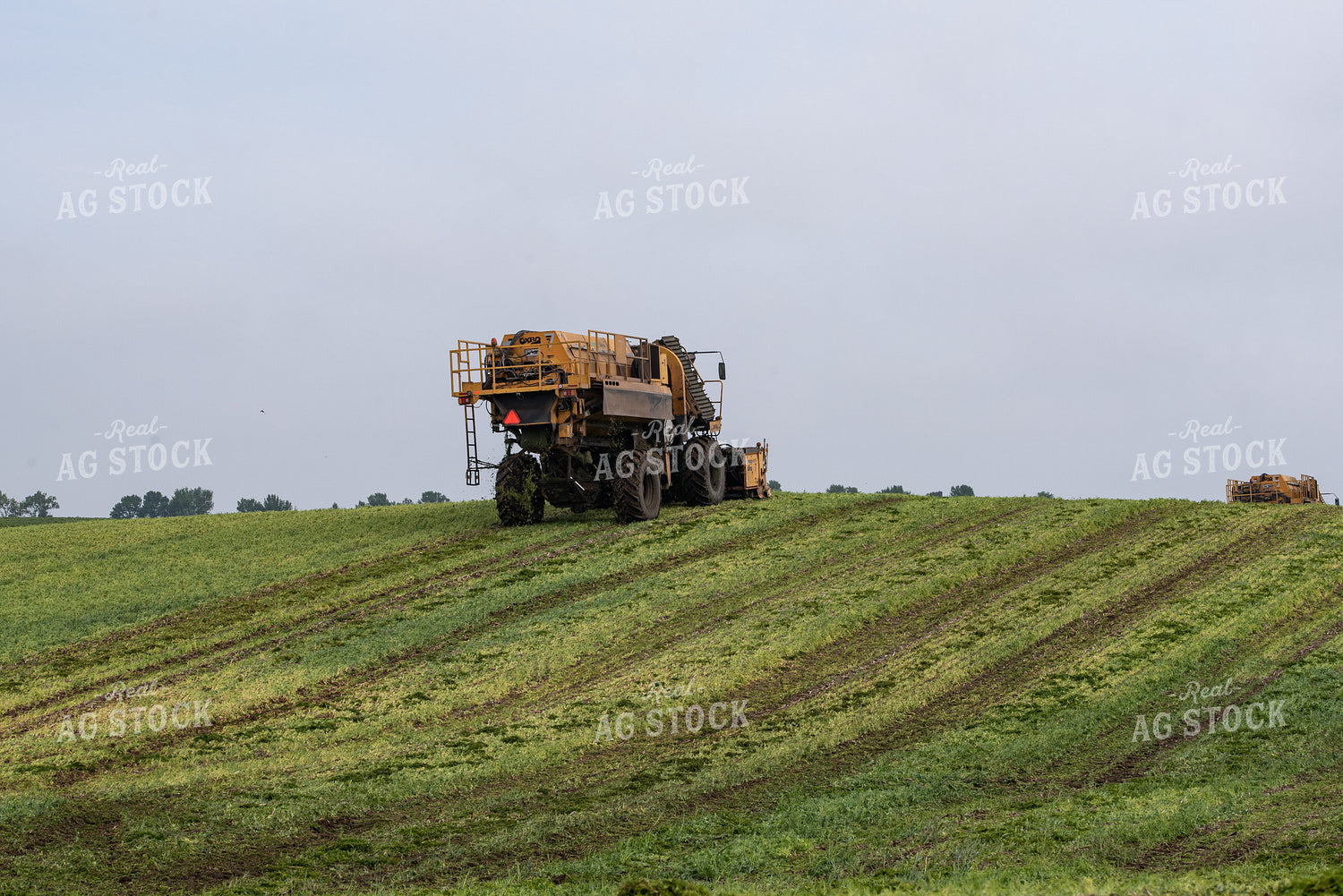 Harvesting Peas 76191